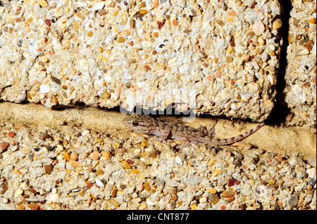 Mur commun gecko, gecko mauresque (Tarentola mauritanica), jeune gecko mauresque dans un mur, de la Grèce, Péloponnèse Banque D'Images