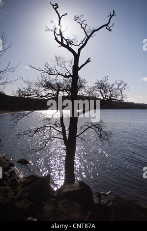 Silhouette d'un arbre sur les rives du Loch Lomond en Ecosse sur l'itinéraire de la West Highland Way de Glasgow à Fort William Banque D'Images