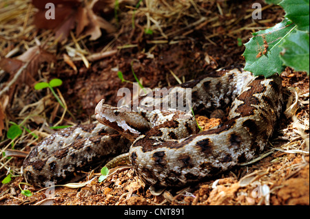 Sand Viper, vipère à cornes-nez (Vipera ammodytes, Vipera ammodytes meridionalis), allongé sur le sol, la Grèce, Péloponnèse, Messinien Banque D'Images