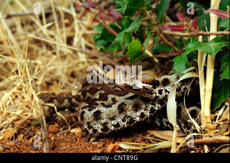 Sand Viper, vipère à cornes-nez (Vipera ammodytes, Vipera ammodytes meridionalis), attente de proie, Grèce, Péloponnèse, Messinien Banque D'Images