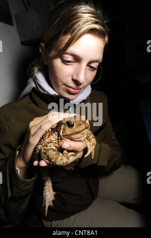 Crapaud commun (Bufo bufo spinosus), les jeunes filles avec de gros crapaud commun biologiste, Grèce, Péloponnèse, Messinien Banque D'Images