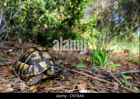 La tortue d'Hermann, tortue grecque (Testudo hermanni, Testudo hermanni boettgeri), assis dans un buisson, Grèce, Péloponnèse, Natura 2000 Strofilia Banque D'Images