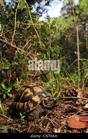 La tortue d'Hermann, tortue grecque (Testudo hermanni, Testudo hermanni boettgeri), assis dans un buisson, Grèce, Péloponnèse, Natura 2000 Strofilia Banque D'Images