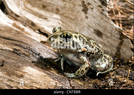 Crapaud d'Europe orientale, République spadefoot (Pelobates syriacus), assis sur le bois, Grèce, Péloponnèse, zone Natura 2000 Strofilia Banque D'Images