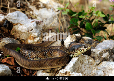 Snake whip des Balkans (Hierophis gemonensis, Coluber gemonensis), couché sur les pierres, Grèce, Péloponnèse Banque D'Images