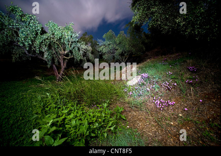 L'humeur de nuit dans une oliveraie grecque, grèce, Péloponnèse, Messinien Banque D'Images