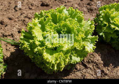 Batavia lettuce growing in field Banque D'Images