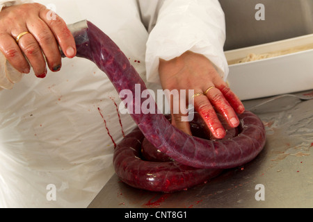 Man making boudin noir, cropped Banque D'Images