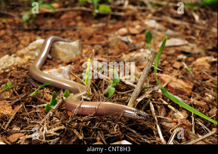 Apodes grec, grec skink skink (Ophiomorus punctatissimus serpent), de fétuque, de la Grèce, Péloponnèse, zone Natura 2000 lagune de Gialova Banque D'Images