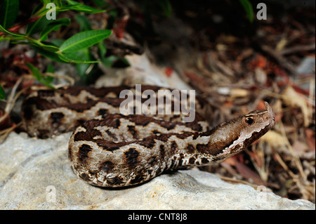 Sand Viper, vipère à cornes-nez (Vipera ammodytes, Vipera ammodytes meridionalis), la recherche de proies, Grèce, Péloponnèse, Messinien Banque D'Images