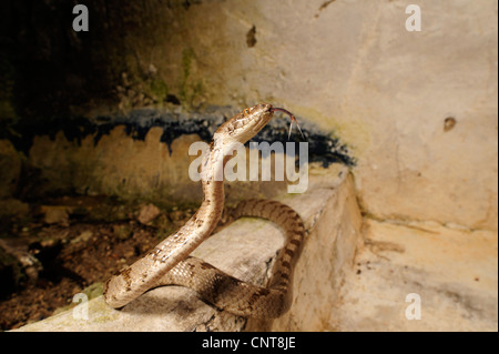 Cat, serpent serpent chat européen (Telescopus fallax), d'effleurement, Grèce, Péloponnèse Banque D'Images