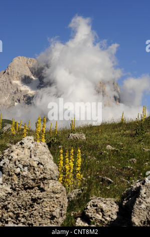 Molène (Verbascum spec.), paysage de montagne avec mulleins, Italie, Nationalpark Abruzzes Banque D'Images