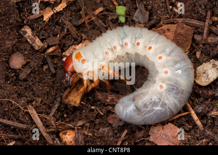 European du scarabée rhinocéros (Oryctes nasicornis) larve, allongé sur le sol, l'Allemagne, Rhénanie-Palatinat Banque D'Images
