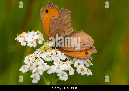 (Maniola jurtina Meadow brown, Epinephele jurtina), le crabe araignée, Misumena vatia, attraper un papillon sur l'achillée millefeuille, l'Allemagne, Rhénanie-Palatinat Banque D'Images