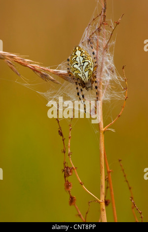 Oakleaf orbweaver (Araneus ceropegius, Aculepeira ceropegia), assis dans son site web parmi les halms, Allemagne, Rhénanie-Palatinat Banque D'Images