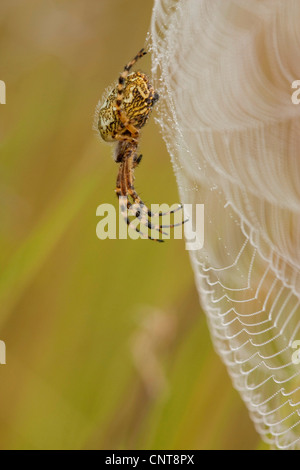Oakleaf orbweaver (Araneus ceropegius, Aculepeira ceropegia), assis dans son site web, l'Allemagne, Rhénanie-Palatinat Banque D'Images