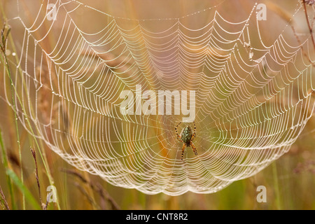 Oakleaf orbweaver (Araneus ceropegius, Aculepeira ceropegia), assis dans son site web entre les brins d'herbe, de l'Allemagne, Rhénanie-Palatinat Banque D'Images