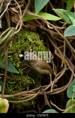 Troglodyte mignon (Troglodytes troglodytes), alimentation adultes chick c'est la mendicité tout en regardant par le nid constitué de mousse, de l'Allemagne, Rhénanie-Palatinat Banque D'Images