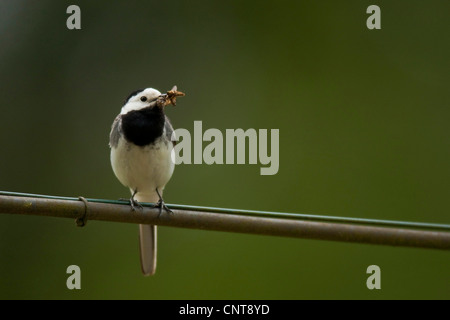 (Motacilla alba Bergeronnette pie), assis avec insekts dans le bec, l'Allemagne, Rhénanie-Palatinat Banque D'Images