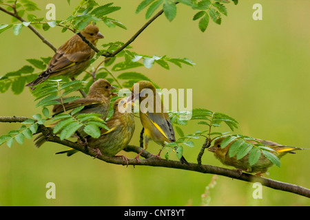 Verdier d'Europe (Carduelis chloris), familie assis sur une branche lors d'une alimentation, Allemagne, Rhénanie-Palatinat Banque D'Images