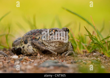 Crapaud commun, le crapaud de l'ail (Pelobates fuscus), assis sur le sol de gravier, de l'Allemagne, Rhénanie-Palatinat Banque D'Images