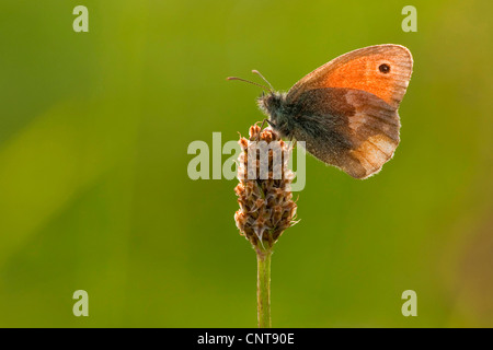 Petit heath (Coenonympha pamphilus), assis sur un plantain, Allemagne, Rhénanie du Nord-Westphalie Banque D'Images