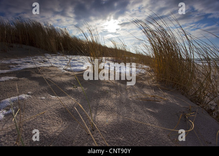 Plage de l'herbe, d'oyats européenne, l'ammophile, psamma, sable de mer-reed (Ammophila arenaria), dune herbe dans le vent, l'Allemagne, de Mecklembourg-Poméranie occidentale, mer Baltique, Wustrow Banque D'Images