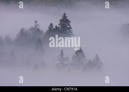 L'épinette de Norvège (Picea abies), forêt de sapins dans un épais brouillard, l'Allemagne, Rhénanie-Palatinat Banque D'Images