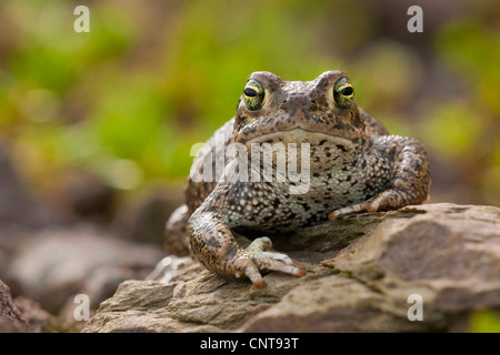 Crapaud calamite, crapaud calamite, British (Bufo calamita), assis sur un rocher à la recherche dans l'appareil photo, l'Allemagne, Rhénanie-Palatinat Banque D'Images