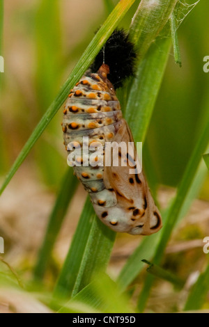 Marsh fritillary (Euphydryas aurinia), pupe, Allemagne, Rhénanie-Palatinat Banque D'Images