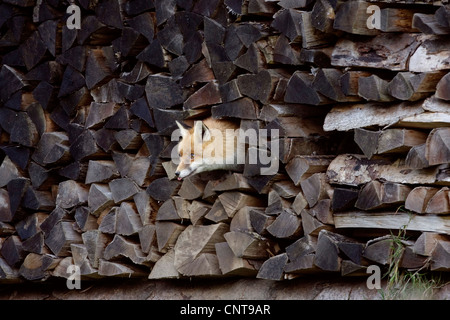 Le renard roux (Vulpes vulpes), à la recherche d'un tas de bois de chauffage, Allemagne Banque D'Images