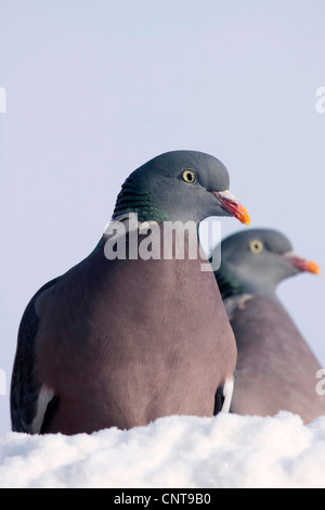 Pigeon ramier (Columba palumbus), deux oiseaux assis côte à côte sur la neige, Allemagne Banque D'Images