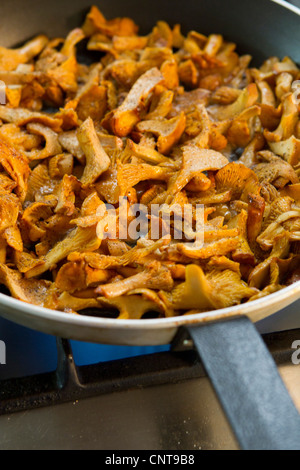 Cuire les chanterelles Banque D'Images