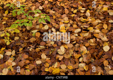 Le hêtre commun (Fagus sylvatica), laeves allongé sur le sol, Allemagne Banque D'Images