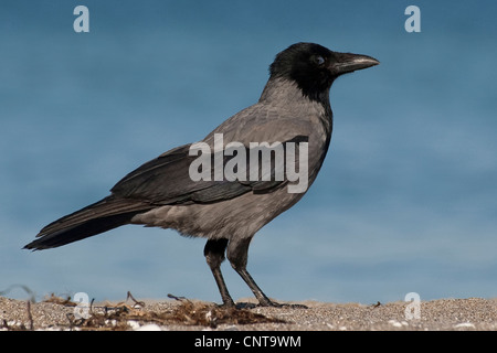 Hooded crow (Corvus corone cornix), fermant les yeux, Allemagne Banque D'Images