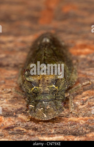 Cigale de l'oreille (Ledra aurita), portrait, Allemagne Banque D'Images