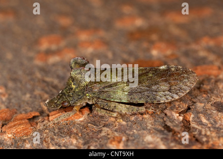 Cigale de l'oreille (Ledra aurita), vue latérale, Allemagne Banque D'Images