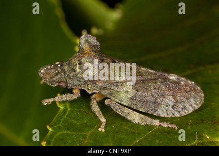 Cigale de l'oreille (Ledra aurita), assis sur une feuille, Allemagne Banque D'Images