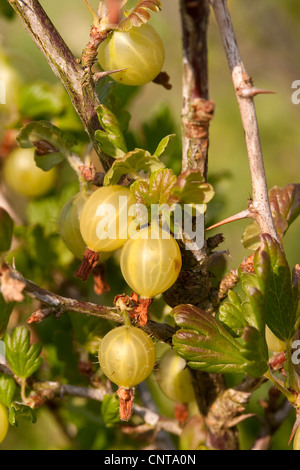 Groseillier (Ribes uva-crispa), les fruits à la bush, Allemagne Banque D'Images