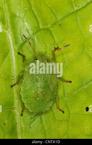 Green Shield bug (Palomena viridissima), juvénile assis sur une feuille, Allemagne Banque D'Images