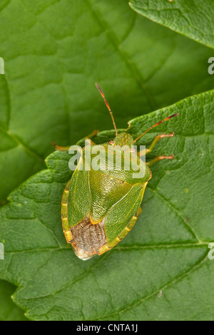 Green Shield bug, commune de Green Shield bug (Palomena prasina), assis sur une feuille, Allemagne Banque D'Images