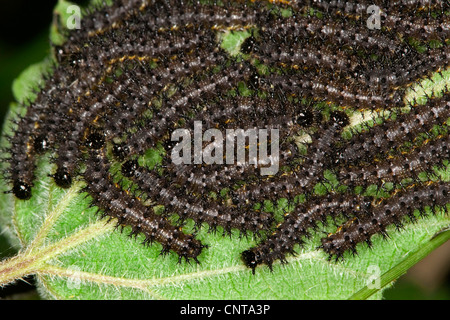 Peacock moth, Peacock (Inachis io, Nymphalis io), les chenilles se nourrissent de feuilles d'orties, Allemagne Banque D'Images