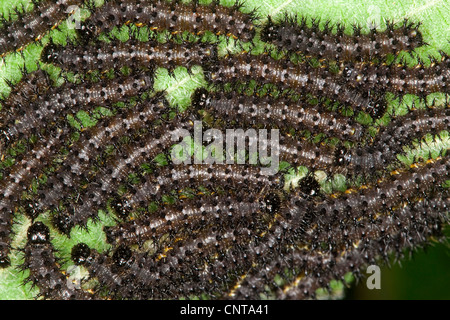 Peacock moth, Peacock (Inachis io, Nymphalis io), les chenilles se nourrissent de feuilles d'orties, Allemagne Banque D'Images