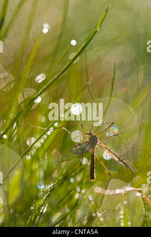 Meadow cranefly gris, Daddy Long Legs (Tipula paludosa), assis dans l'herbe, l'Allemagne, Rhénanie-Palatinat Banque D'Images