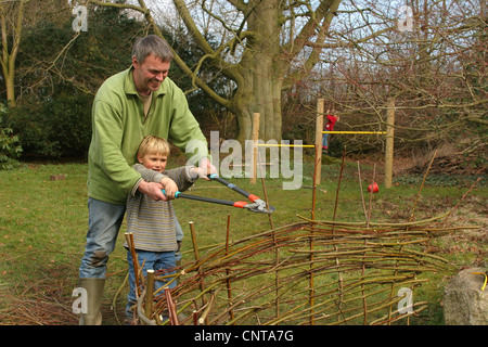 Père et fille buliding une clôture à partir de rameaux de saule, Allemagne Banque D'Images