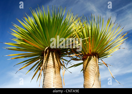 Larme de sang de dragon, Draegon Tree, Canaries arbre dragon, Drago (Dracaena draco), Portugal, Madère Banque D'Images