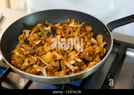 Chanterelle Cuisine Banque D'Images