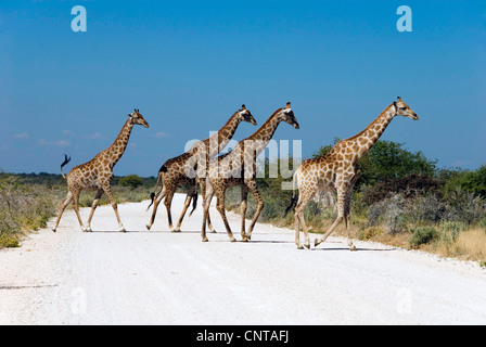 Girafe (Giraffa camelopardalis), troupeau sur un chemin, Namibie, Etosha NP Banque D'Images