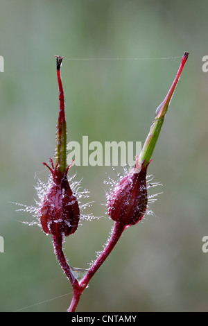 Herb Robert (Geranium robertianum), les fruits de la rosée du matin, l'Allemagne, Rhénanie du Nord-Westphalie Banque D'Images