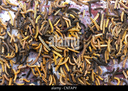 Bird cherry-hermine (Yponomeuta evonymella), les chenilles dans leur cocon, l'Allemagne, en Rhénanie du Nord-Westphalie, Siegerland Banque D'Images